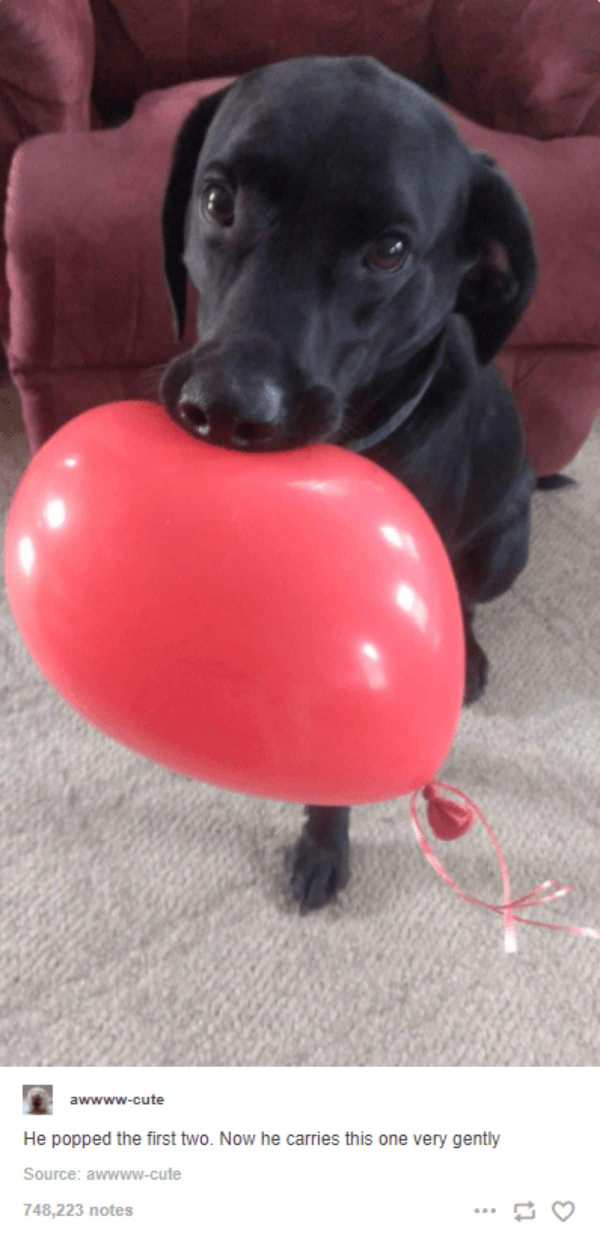 tumblr post of black labrador retriever holding a red balloon with caption saying he popped the first 2 and carries this one very gently