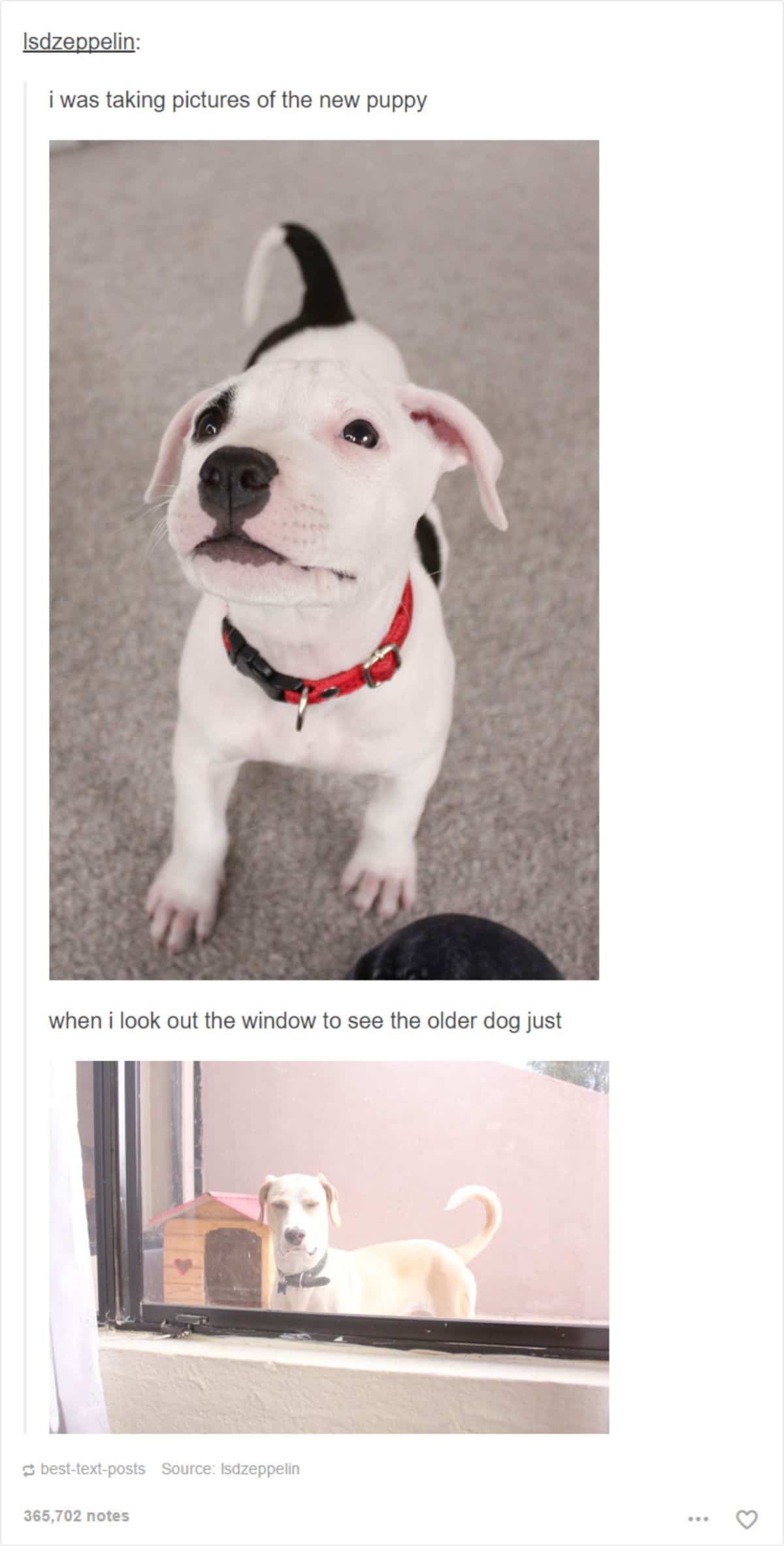 tumblr post of a black and white puppy and a second of a white dog looking in jealously from outside