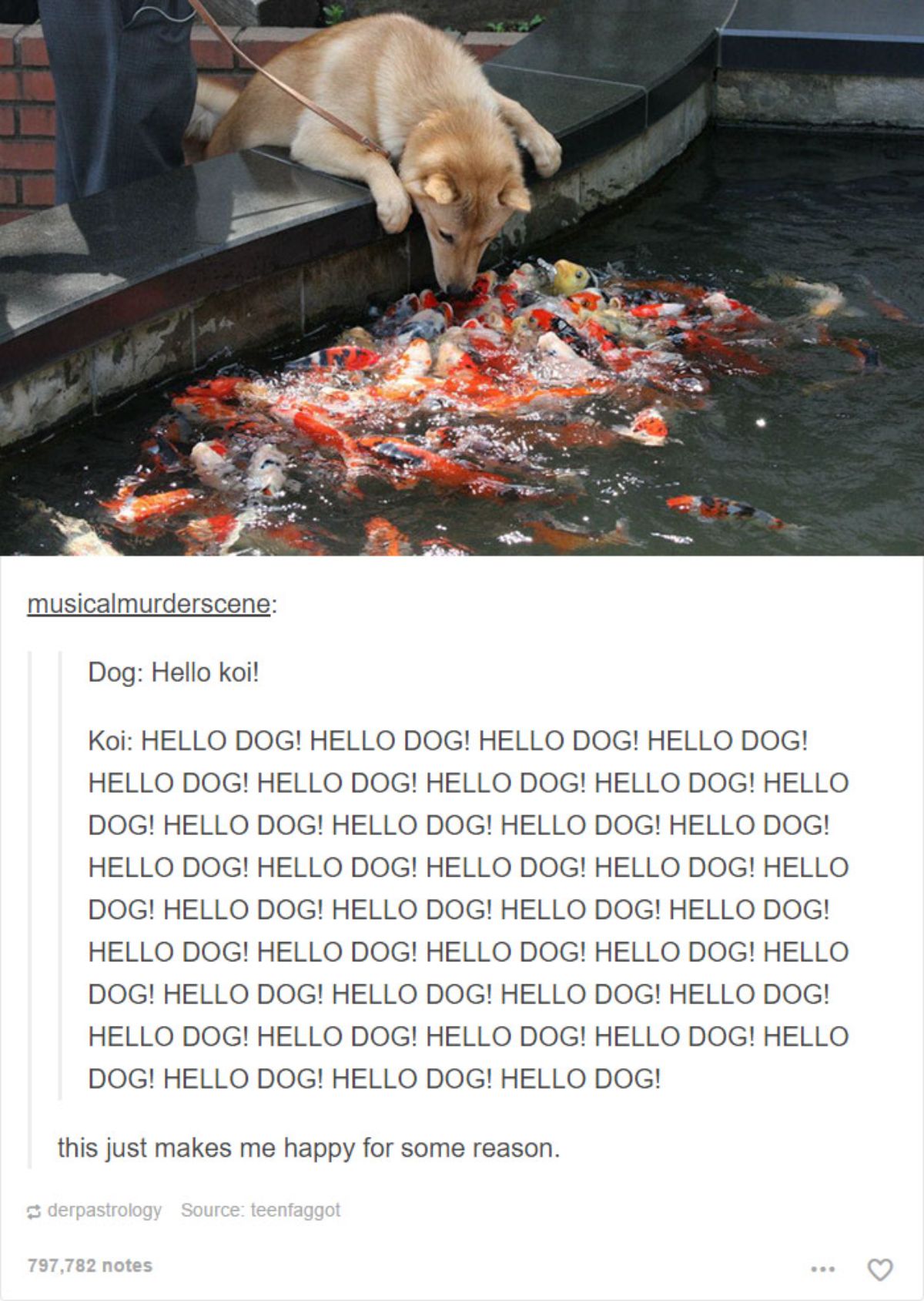 tumblr post of a brown shiba inu reaching into a pond full of koi fish and the caption says the dog says hello koi and the kois are saying hello dog repeatedly