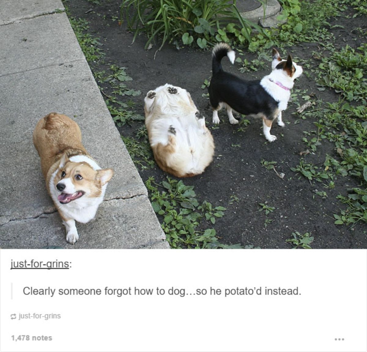 tumblr post of 2 brown and white corgis and black brown and white dog with one corgi in the middle upside down saying he forgot to dog and potato'd instead