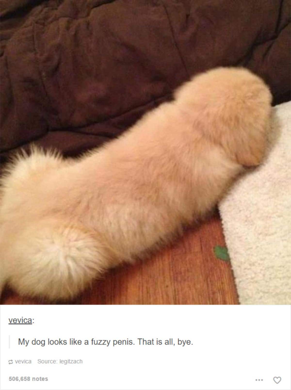tumblr post of back of a golden retriever puppy with caption saying the dog looks like a fuzzy penis