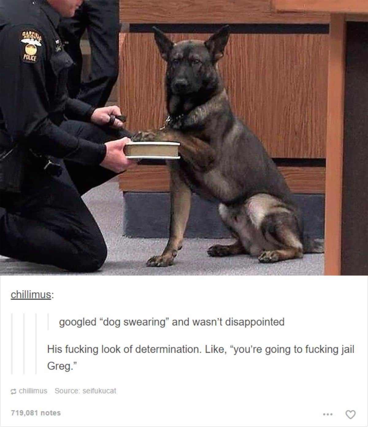 tumblr post of a german shepherd swearing in on a book and the caption says the dog looks determined like you're going to jail Greg