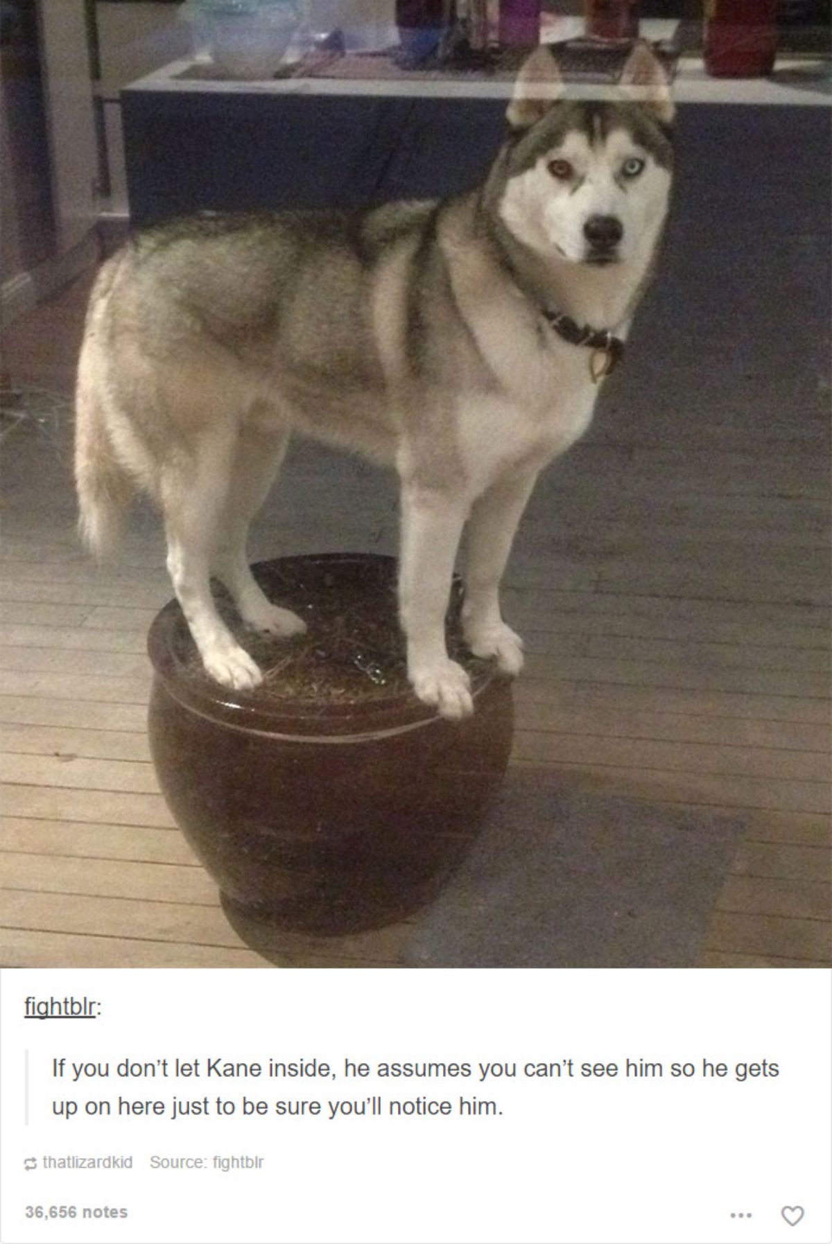 tumblr post of black ad white husky on a brown stool with caption saying if you don't let him in, he thinks he can't be seen and will stand on the stool to be seen