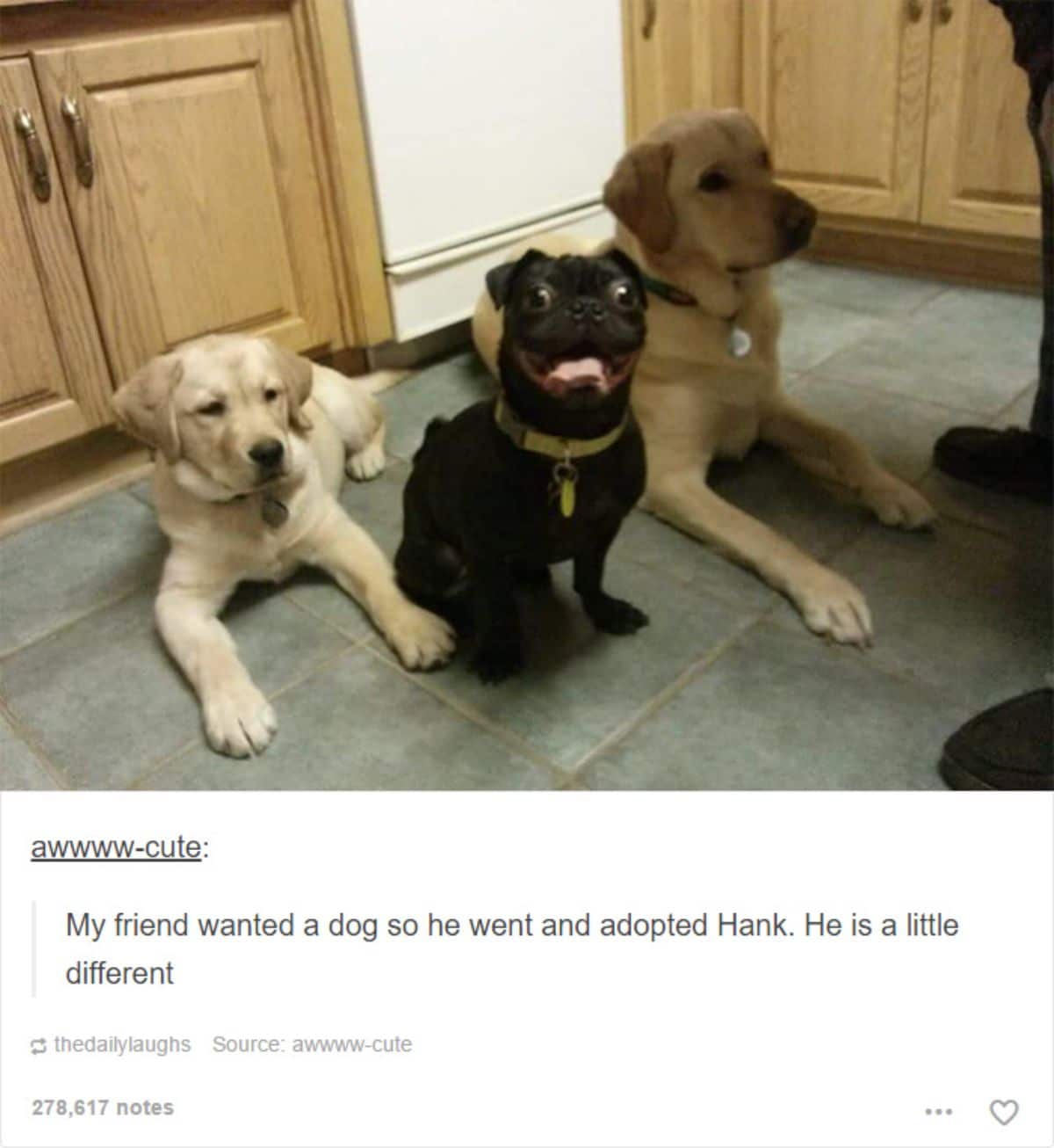 tumblr post of a yellow labrador retriever adult and puppy with a smiling black pug in the middle and the caption says that Hank the pug is a little different