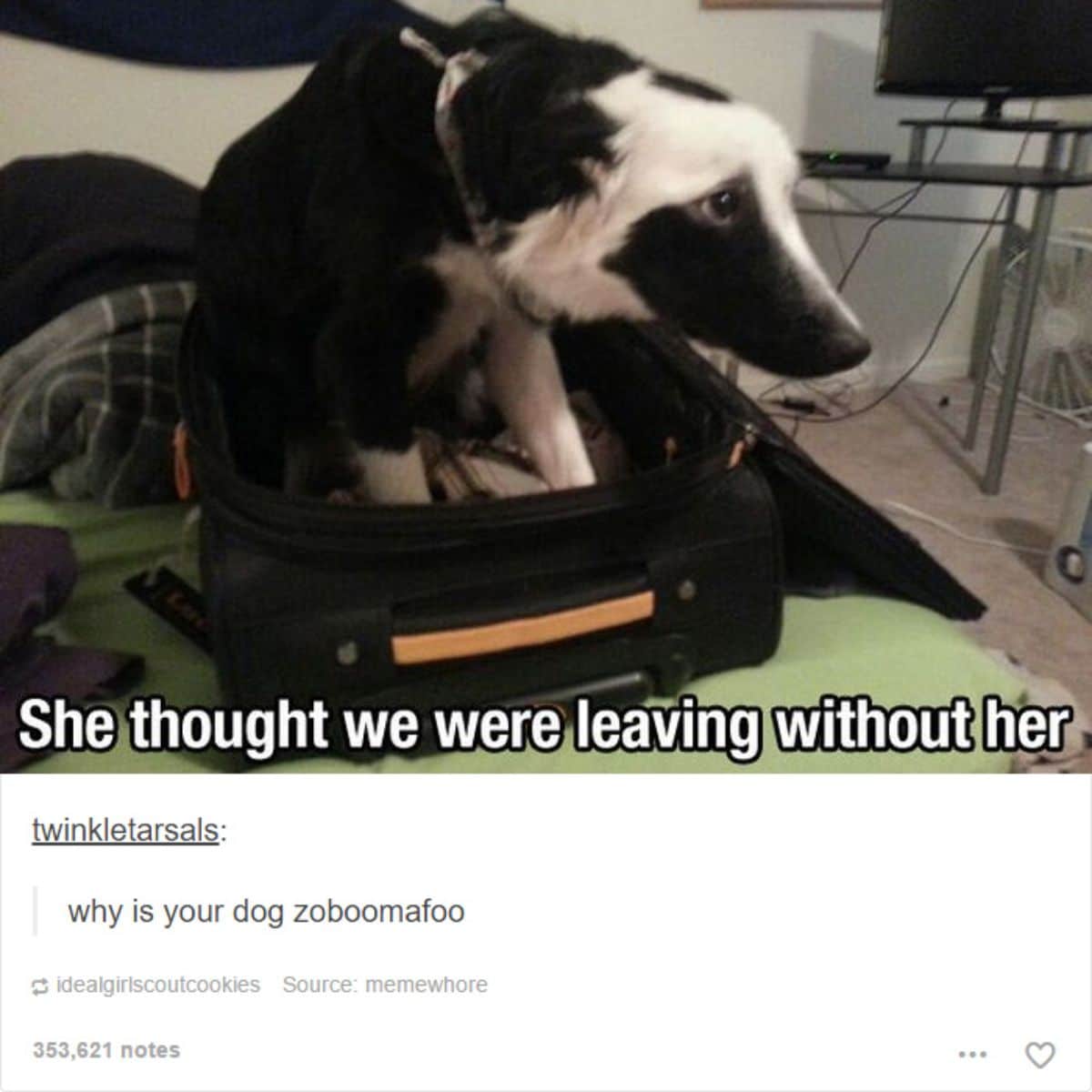 tumblr post of black and white dog in a suitcase with captions saying she thought we were leaving without her and asking why your dog is zoboomafoo