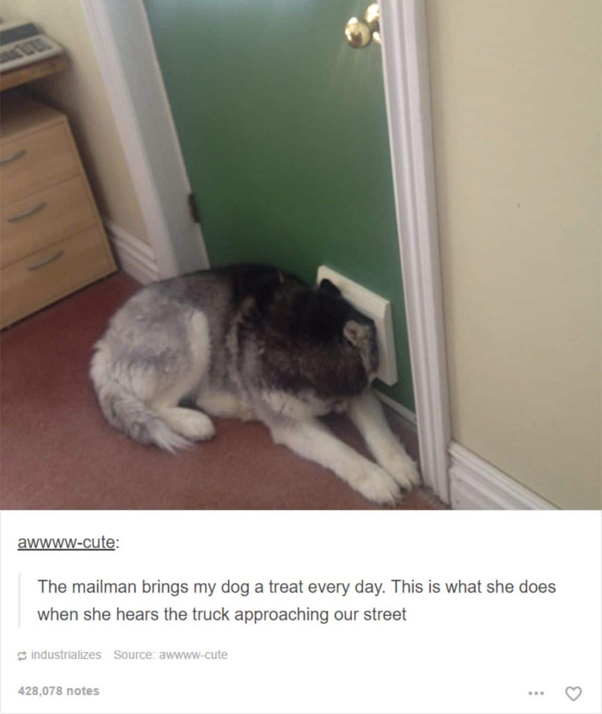 tumblr post of black and white husky sitting by the door with the face through the cat door and caption says the dog is waiting for the mailman who brings her treats