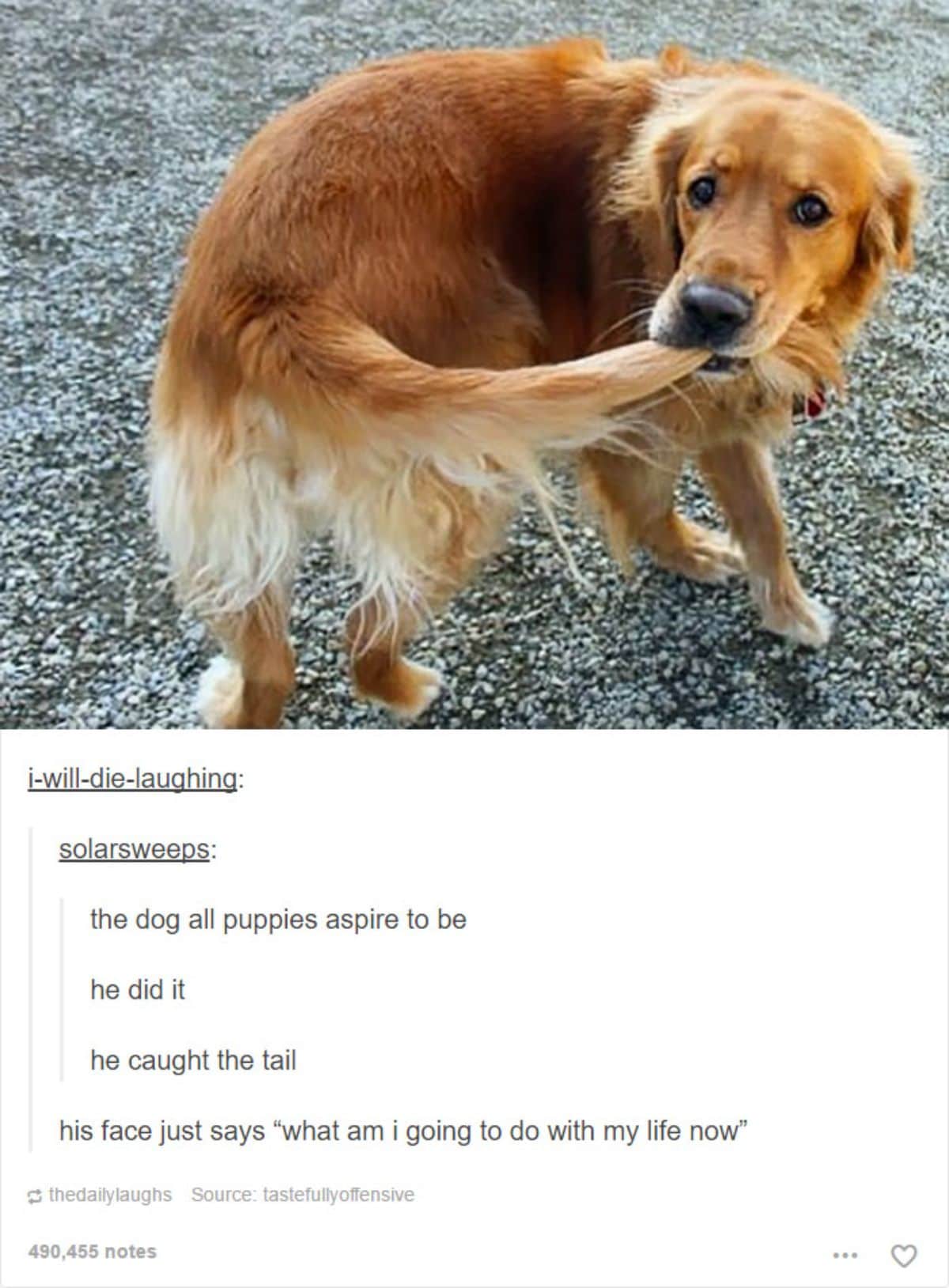 tumblr post of golden retriever holding the tail with captions saying the dog all puppies want to be and his face says what do I do with my life now