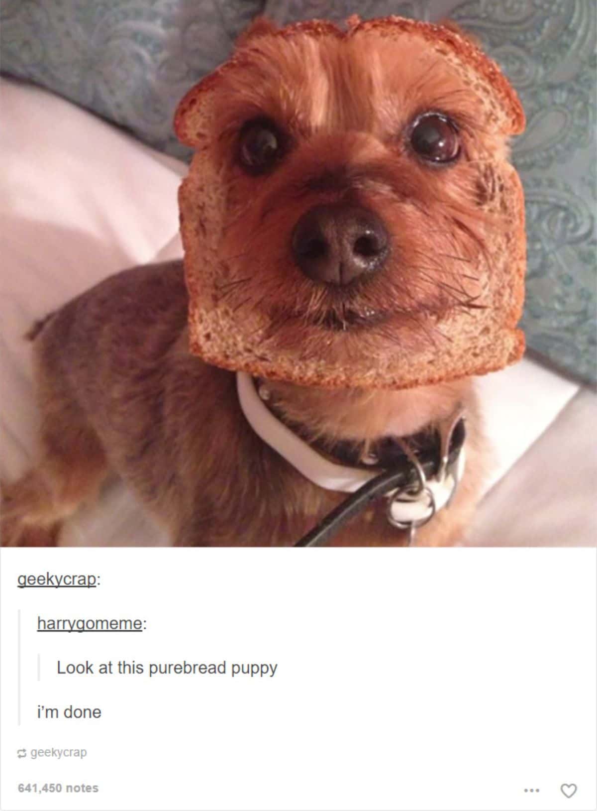 tumblr post of brown puppy with brown bread around the head and caption saying look at this purebread puppy