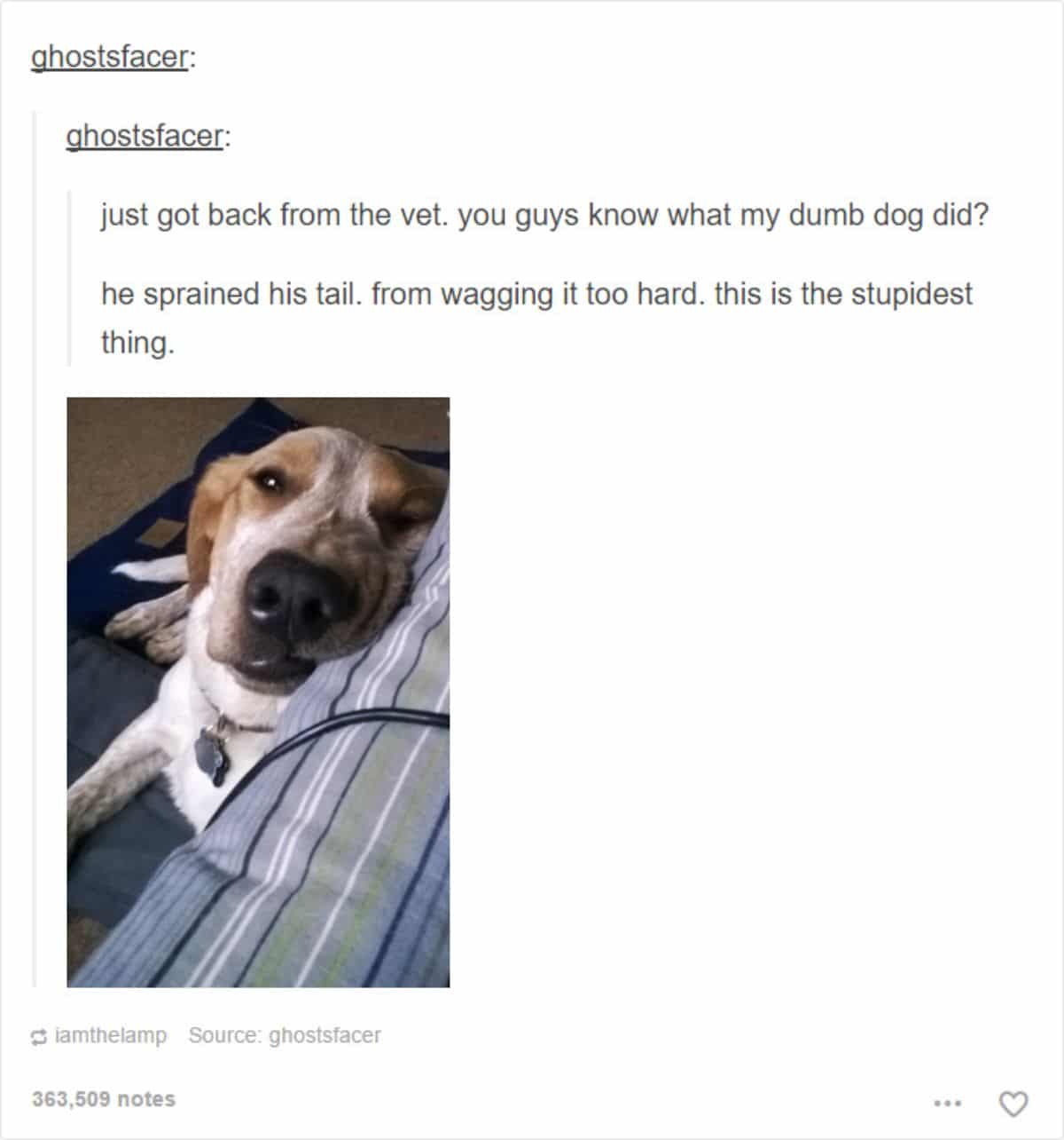 tumblr post of brown and white dog saying the dog sprained his tail from wagging it too hard