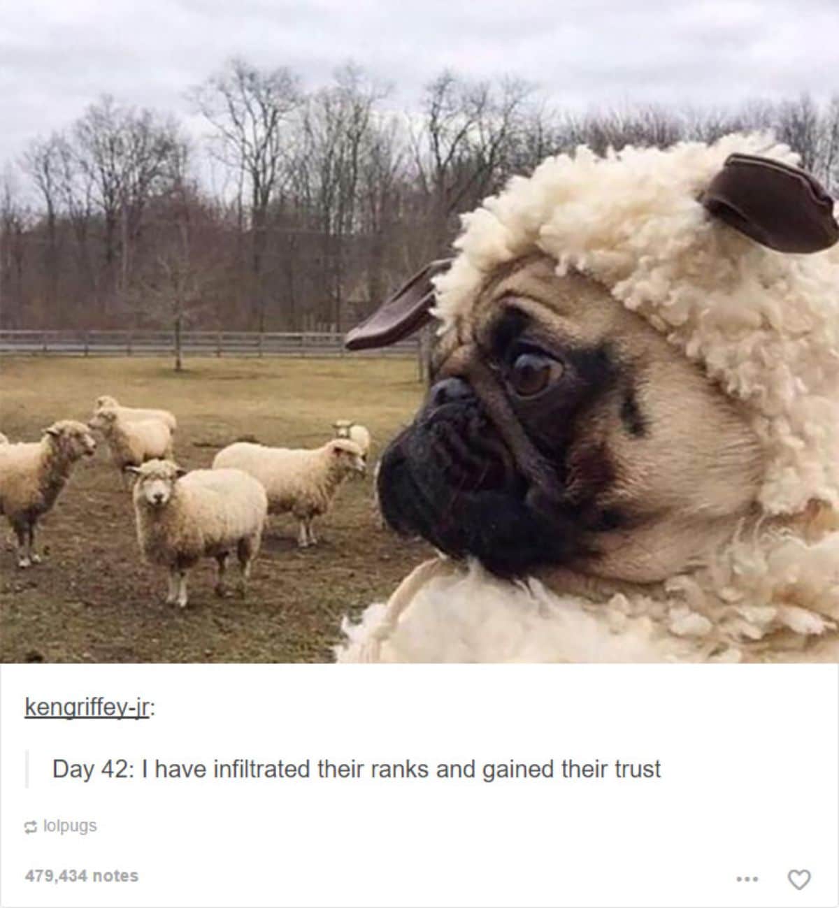 tumblr post of brown pug wearing a white sheep outfit in front of a bunch of white sheep and caption says day 42 i have infiltrated their ranks and gained their trust