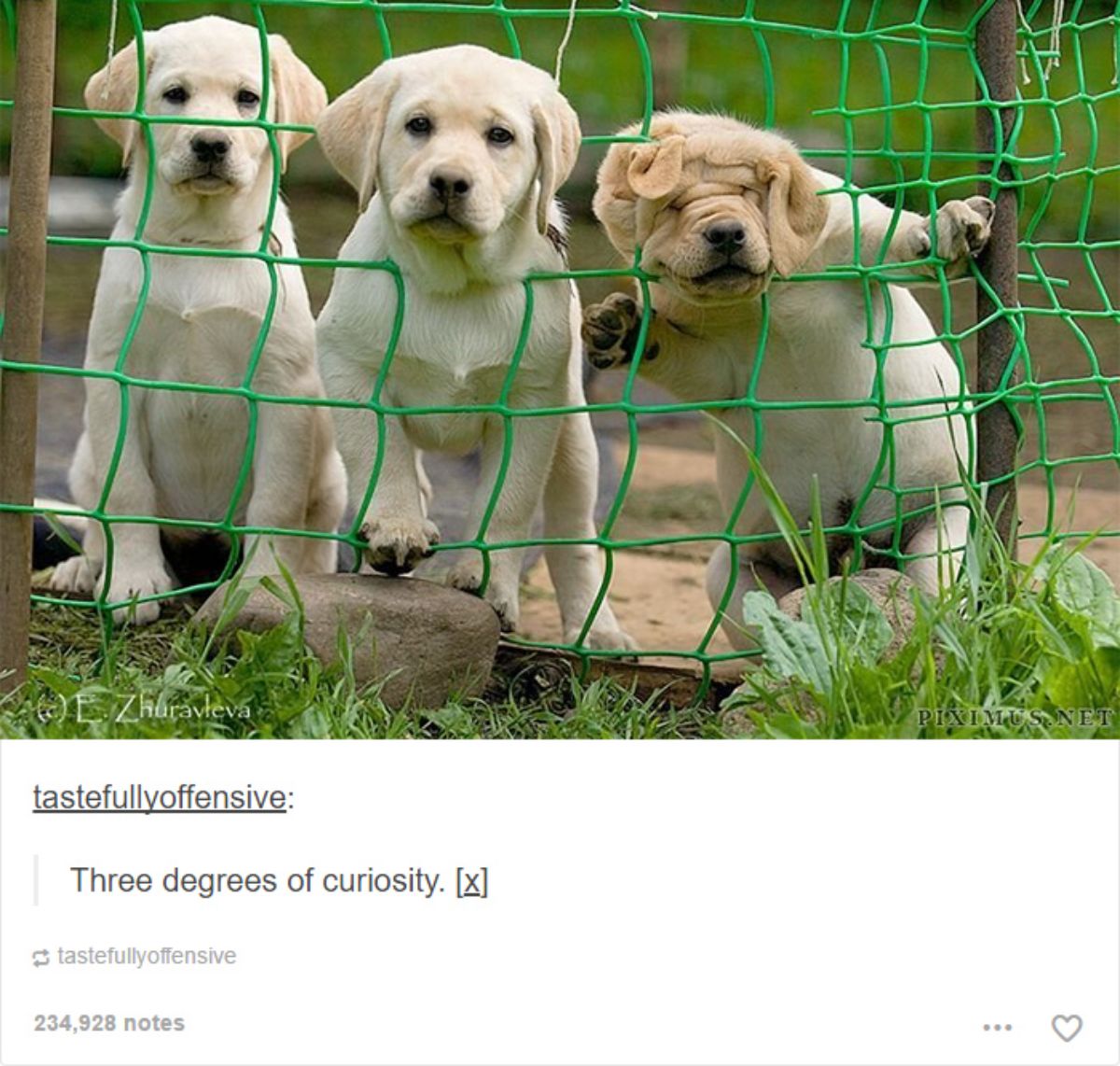 tumblr post of 3 yellow labrador puppies, 1st behind a fence, 2nd with head through a hole and 3rd with the face smushed through fence with caption saying 3 degrees of curiosity