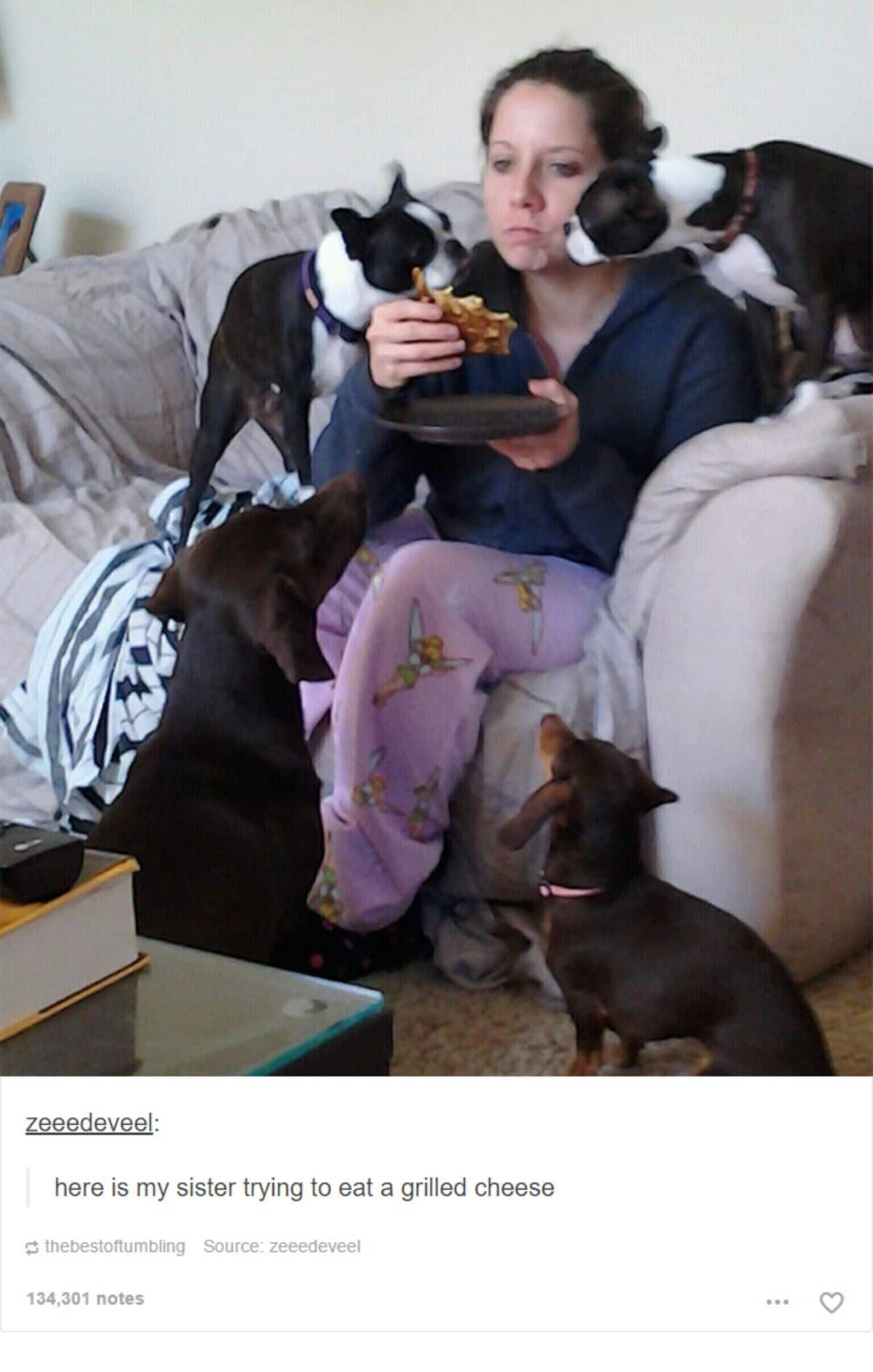 tumblr post of woman trying to eat grilled cheese with 2 black and white frnech bulldogs on either side and a brown dachshund by her feet