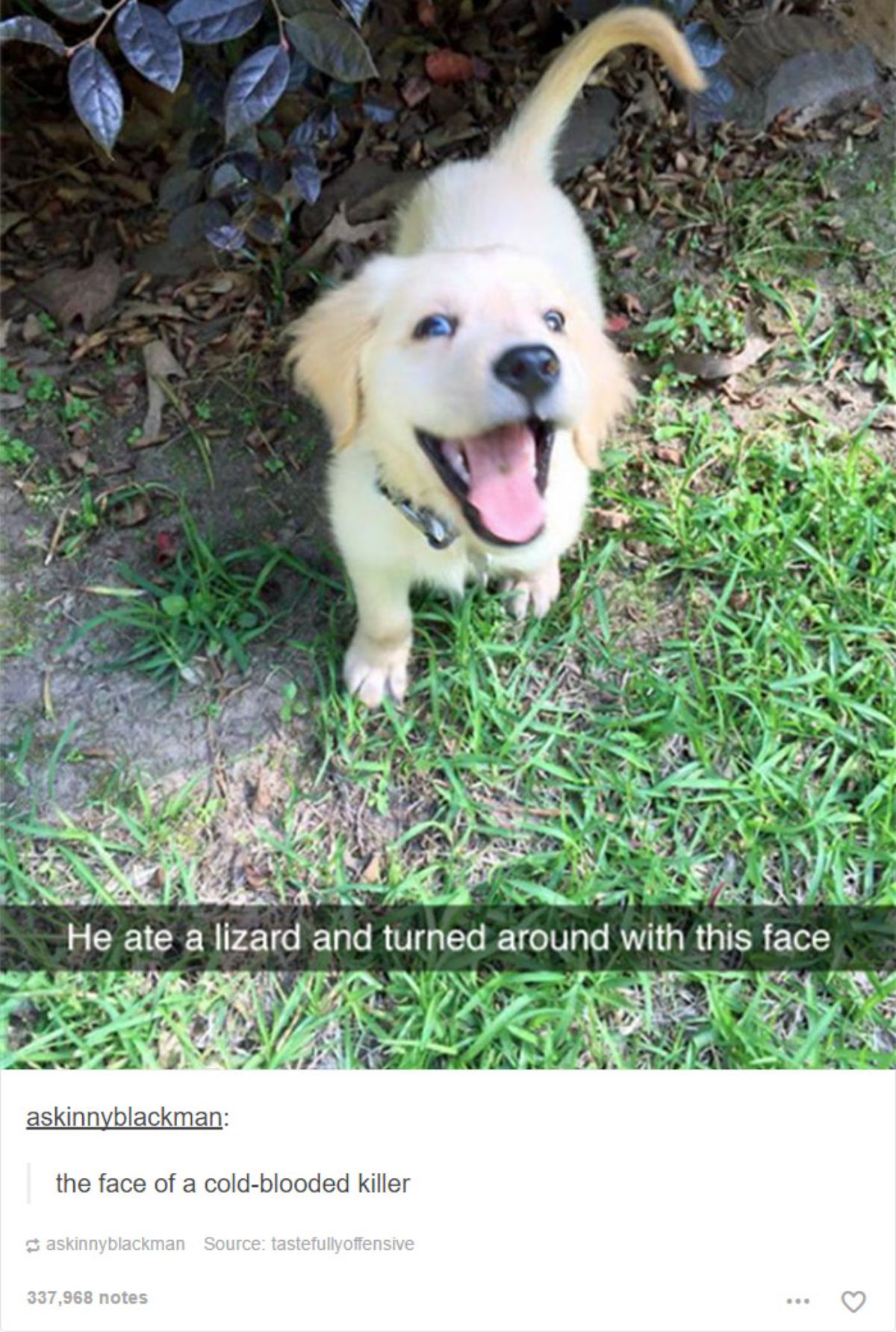 tumblr post of smiling golden retriever puppy saying he ate a lizard and made this face, it's the face of a cold-blooded killer
