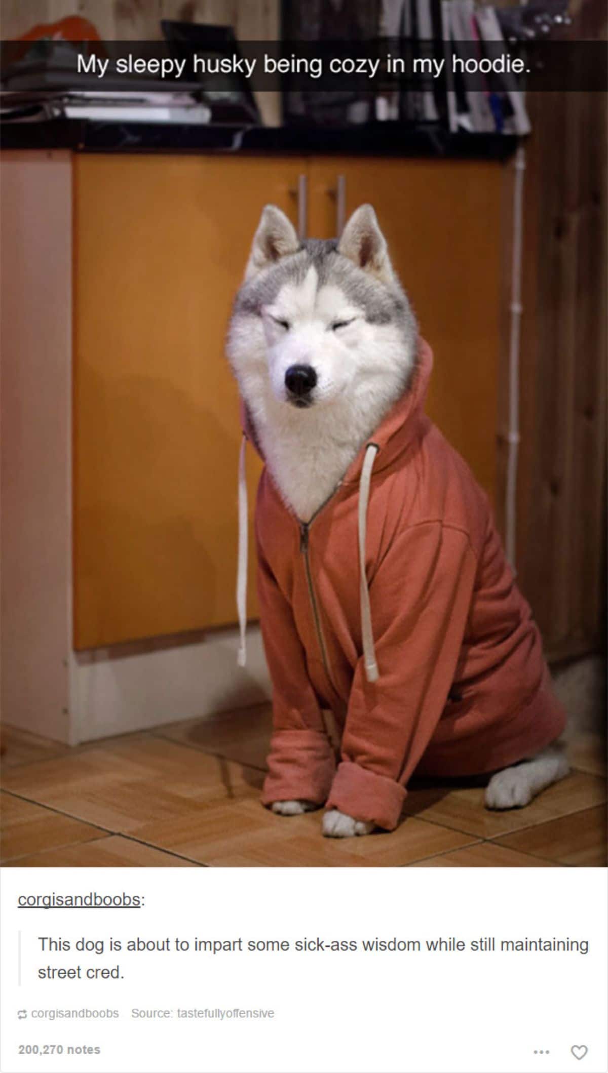 tumblr post of husky wearing brown hoodie saying he's cosy in it and the dog is about to impart some sick-ass wisdom while having street cred
