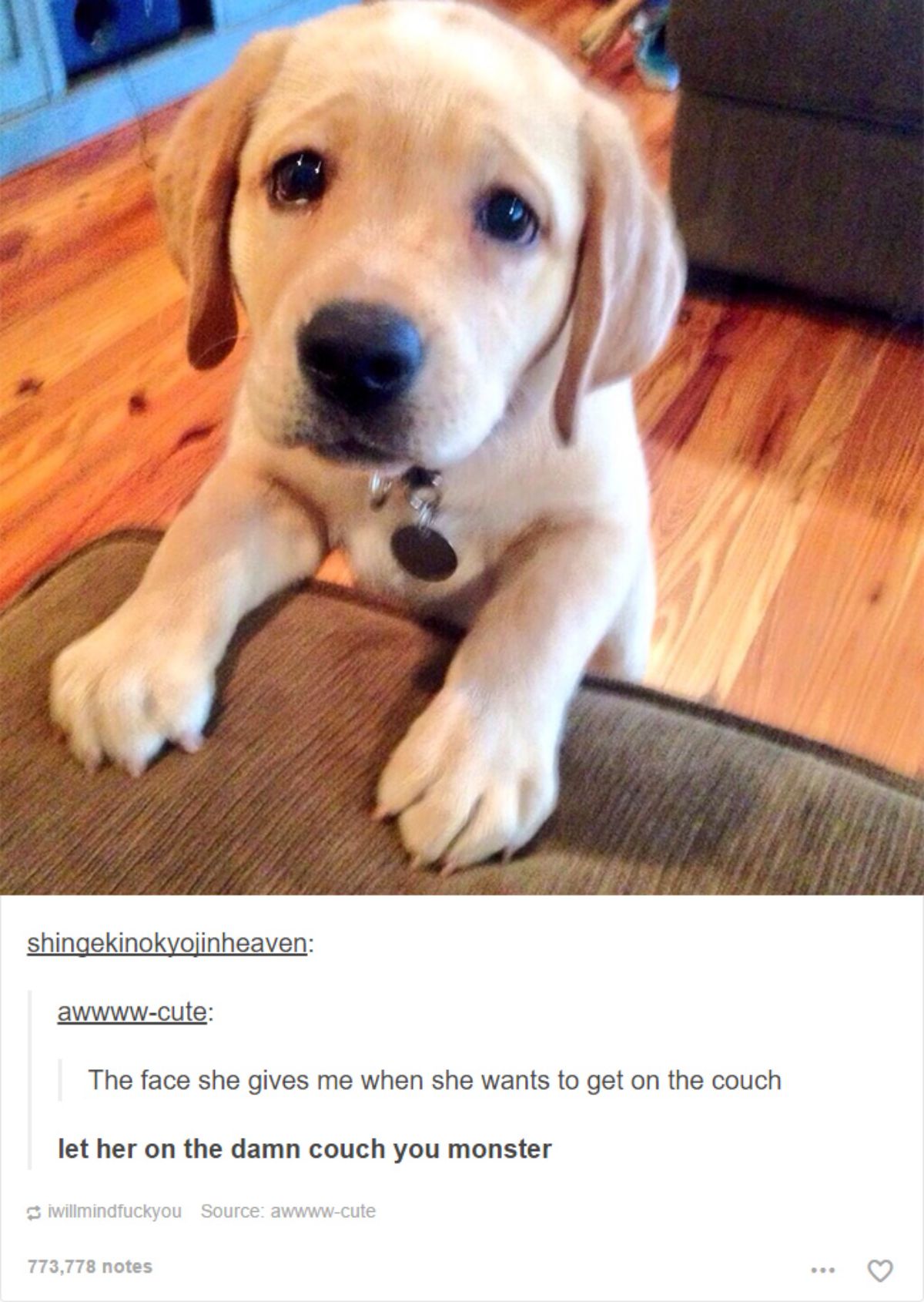 tumblr post of golden retriever puppy with paws on a couch and caption says this is the face she gives when she wants to get on the couch and someone saying let her up