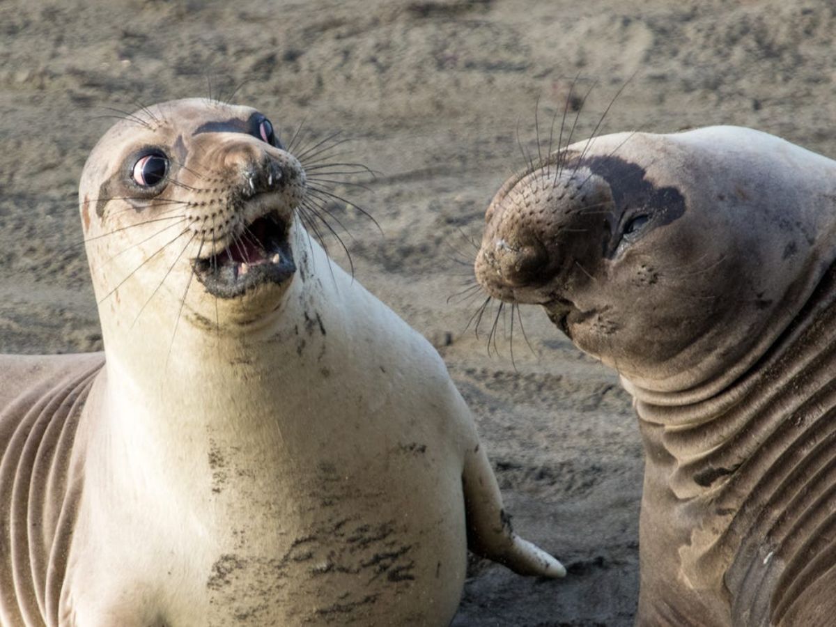 2 seals together with one looking surprised and disgusted while the other one has moved its face up and to the side