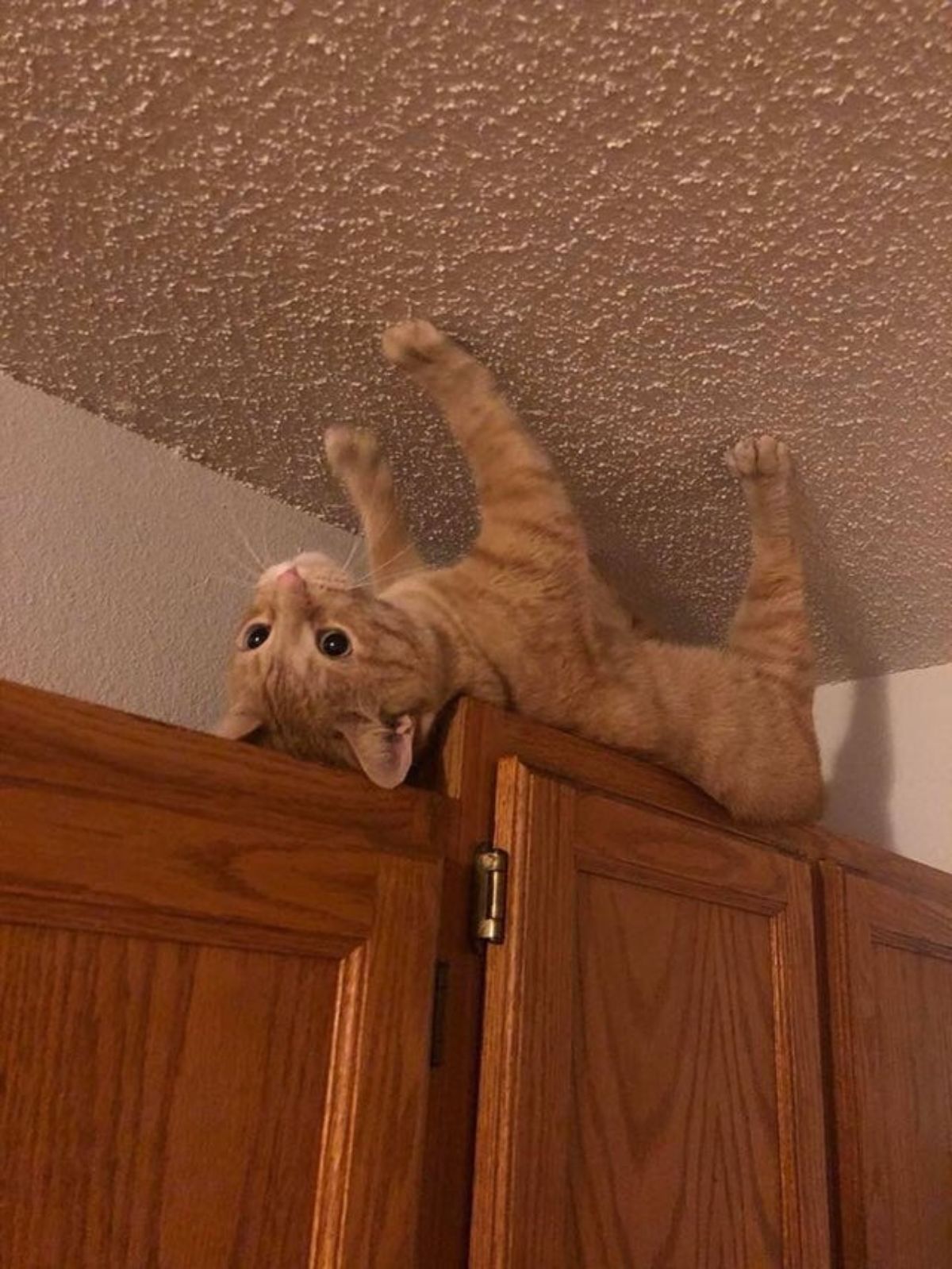 orange cat laying upside down on top of brown wooden cupaboard placing its paws on the ceiling