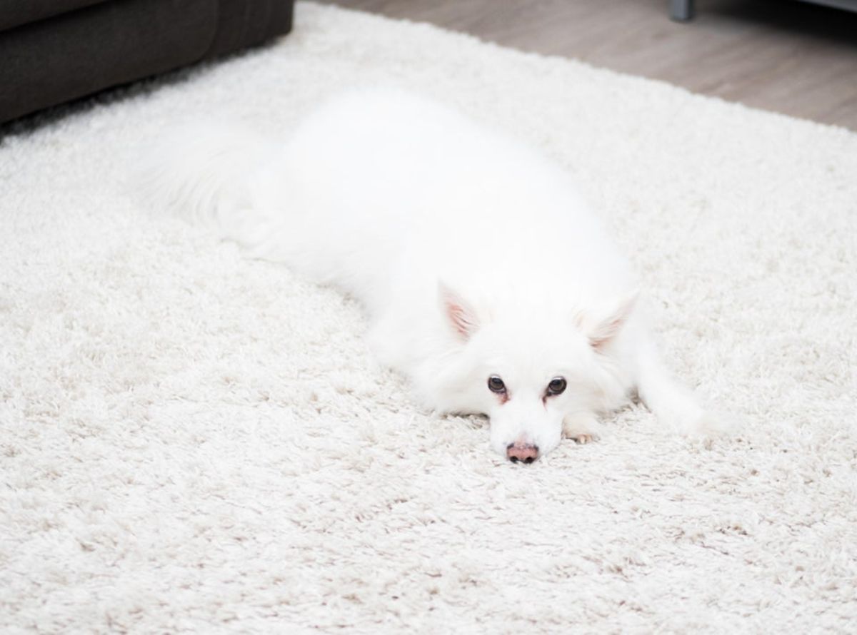 fluffy white dog laying on white carpet