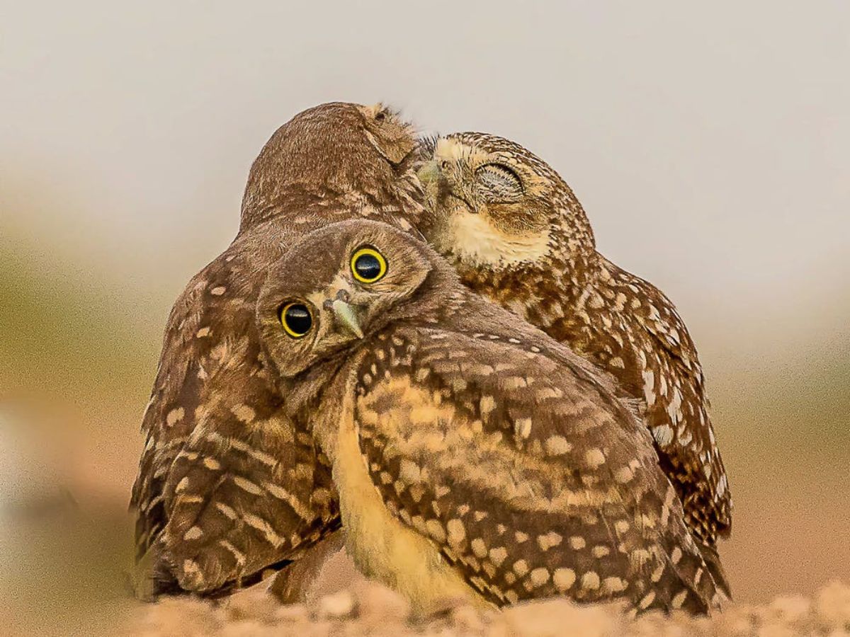 2 brown owls snuggling together with a third looking at the camera with wide eyes