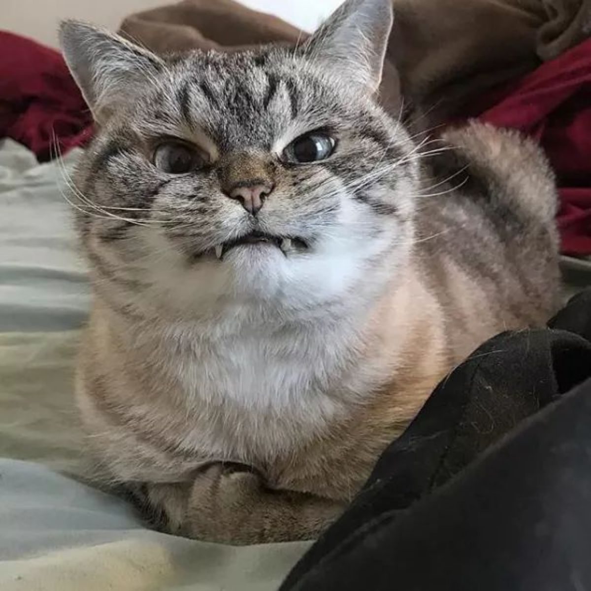 grey and white tabby cat sitting like a loaf on a bed and snarling at the camera with the teeth showing like fangs