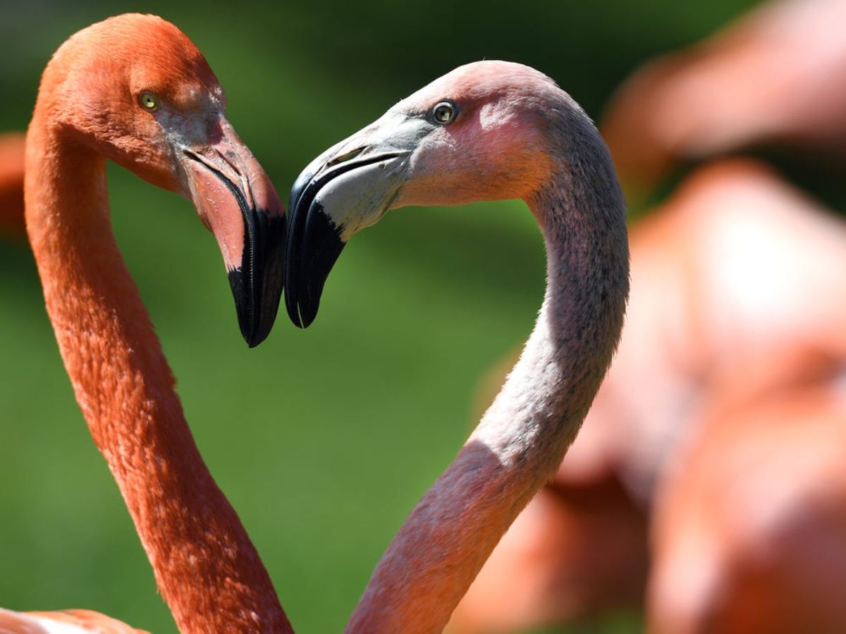 2 flamingos posing with their heads together in a heart shape
