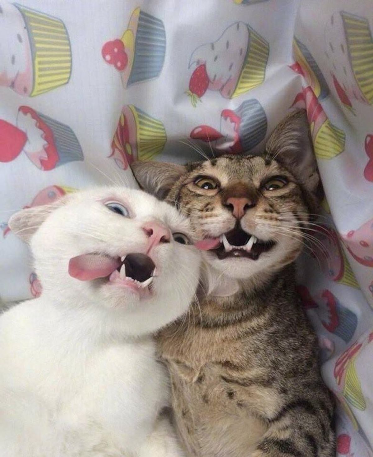white cat and brown tabby cat laying belly up on cupcake bedsheet with their tongues sticking out to the side