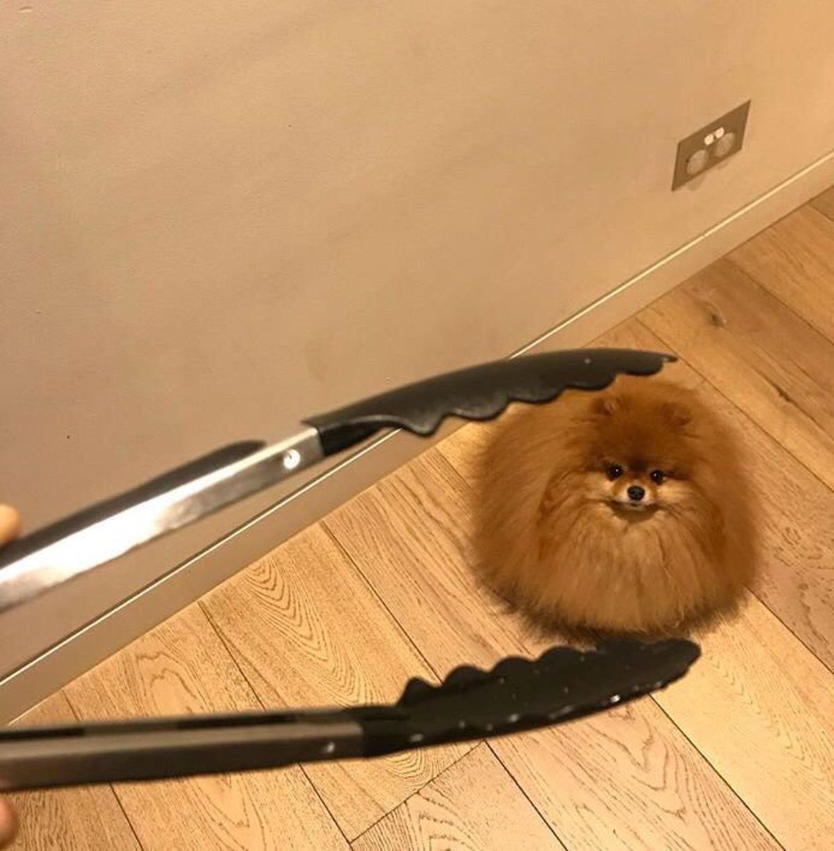 fluffy brown pomeranian sitting on the floor with someone holding metal tongs above the dog looking like they're holding the dog