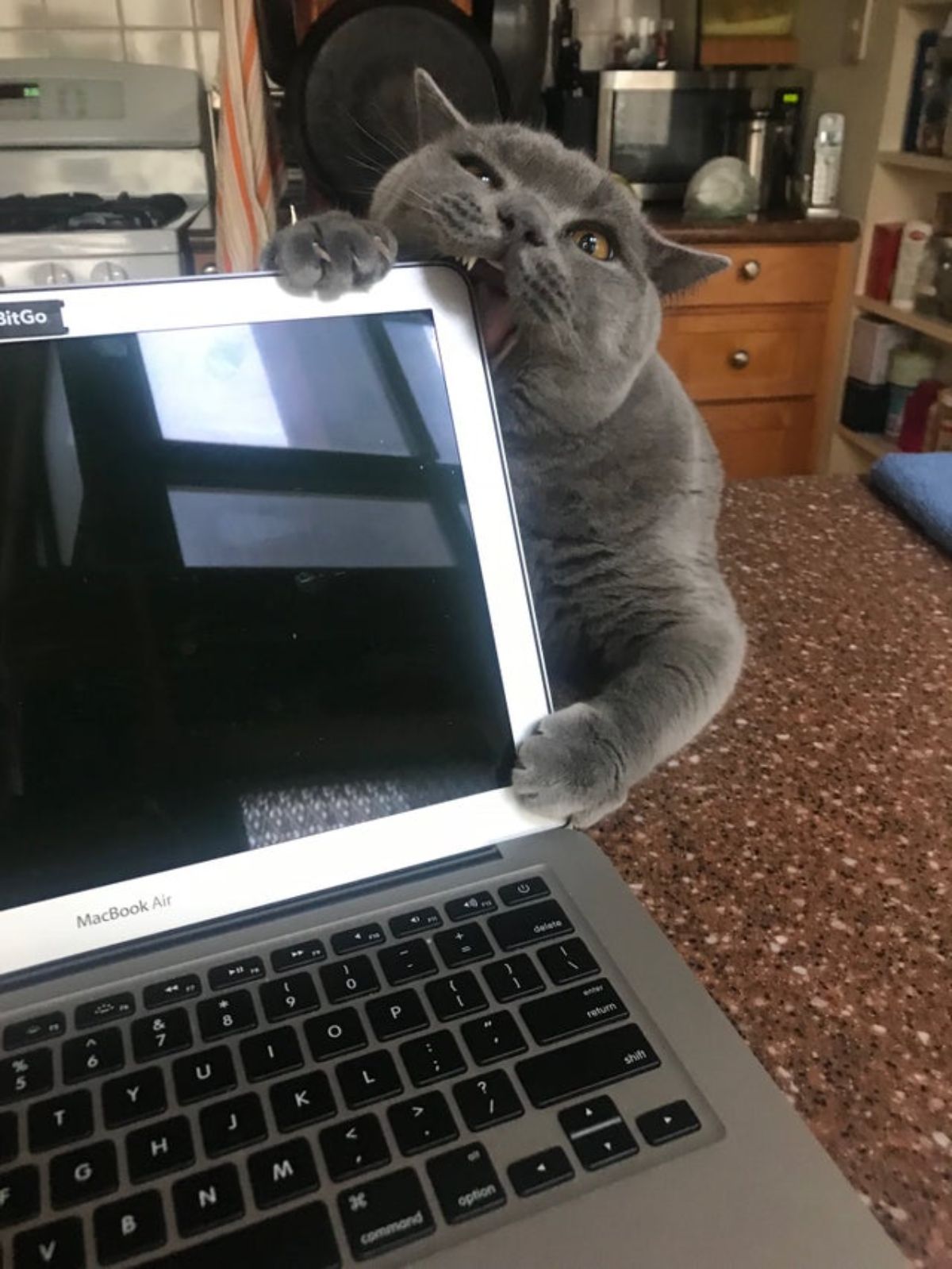 grey cat sitting behind a silver macbook air biting the corner of the laptop