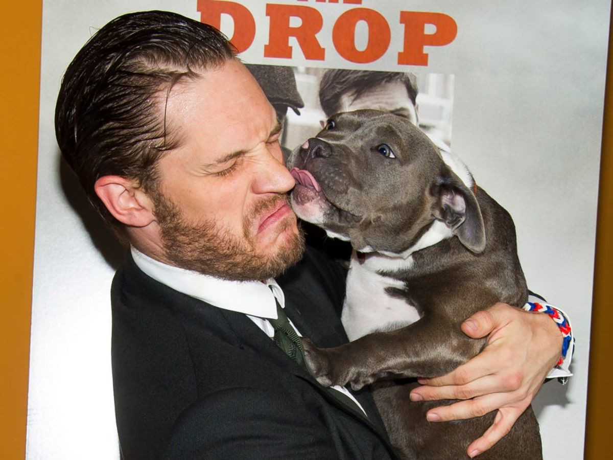 actor tom hardy holding a grey and white pitbull and getting licked on the nose
