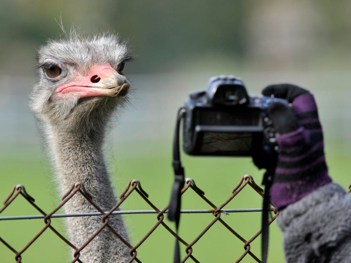 an ostrich head showing with someone taking a close up photo with a small black camera