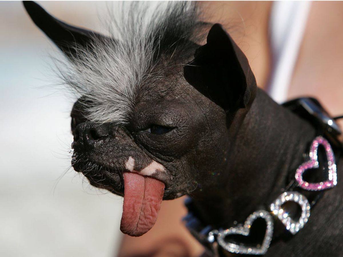 black dog with white tufts of fur on the forehead wearing a bedazzled collar and the tongue sticking out the side of the mouth