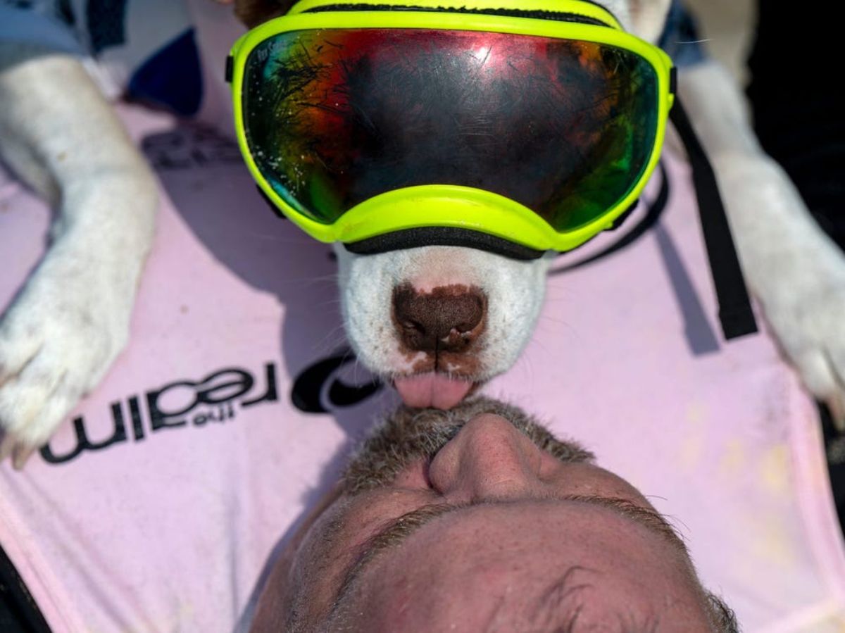dog wearing yellow goggles licking a man on on the floor on the mouth
