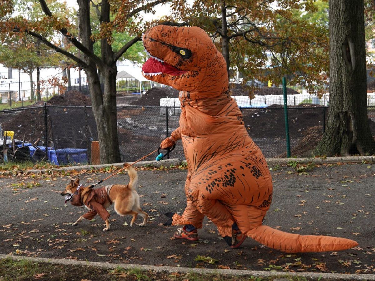 brown dog in a brown coat going for a walk with a person in a t-rex costumer holding the dog's leash