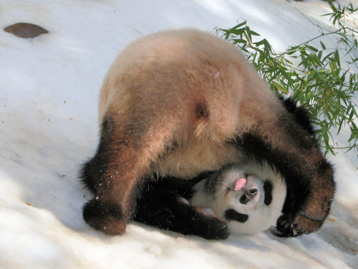 black brown and white panda tumbling over in snow by a bamboo shoots