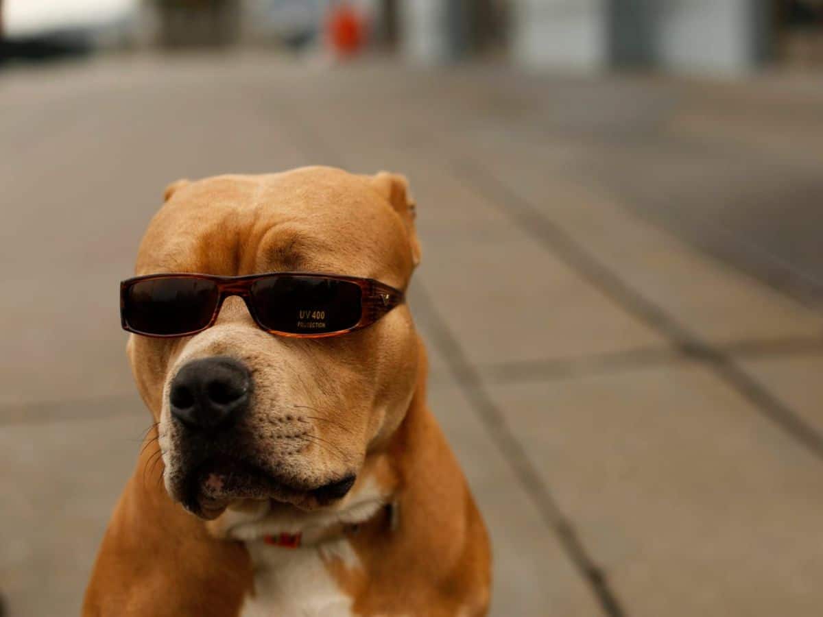 brown pitbull wearing black sunglasses