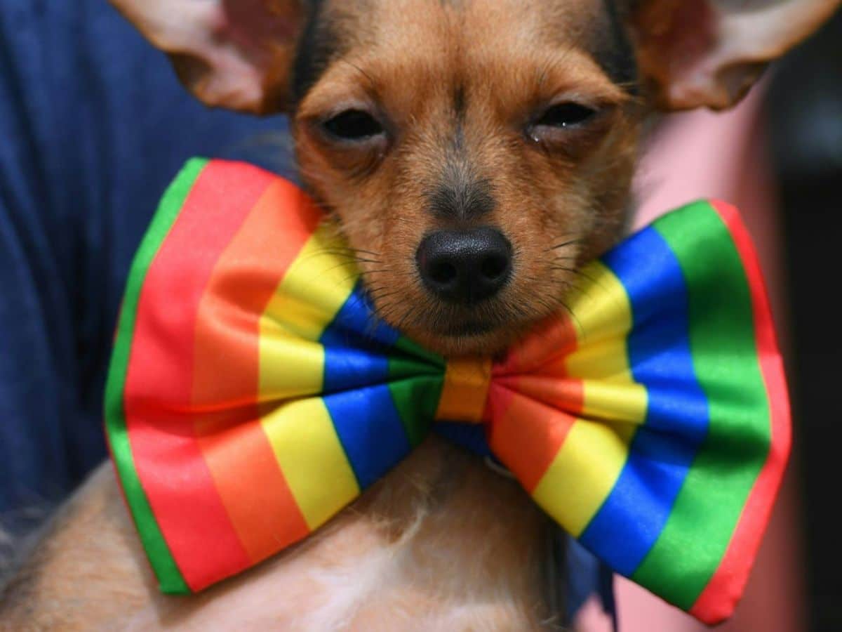 brown and black dog wearing a rainbow bow tie