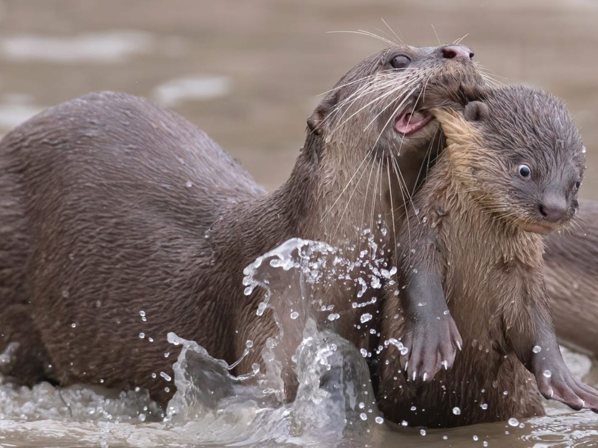 otter mother dragging an otter cub by the mouth while in water