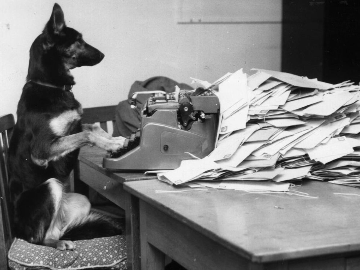 german shepherd sitting with front paws on a typewriter on a table with letters piled up behind it