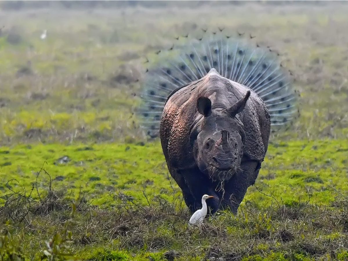 rhino with a white stork in front of it and a peacock's feathers behind it looking as if it's part of the rhino's body
