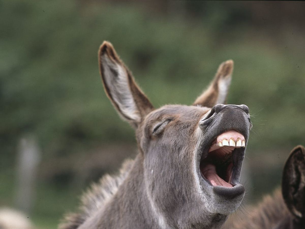 grey donkey braying with its mouth wide open