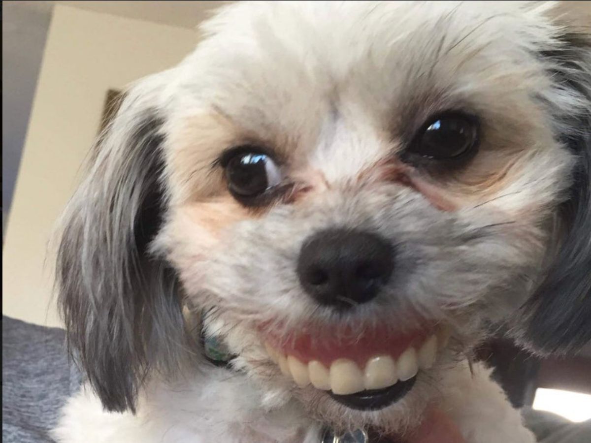 small white and grey dog with human dentures in its mouth