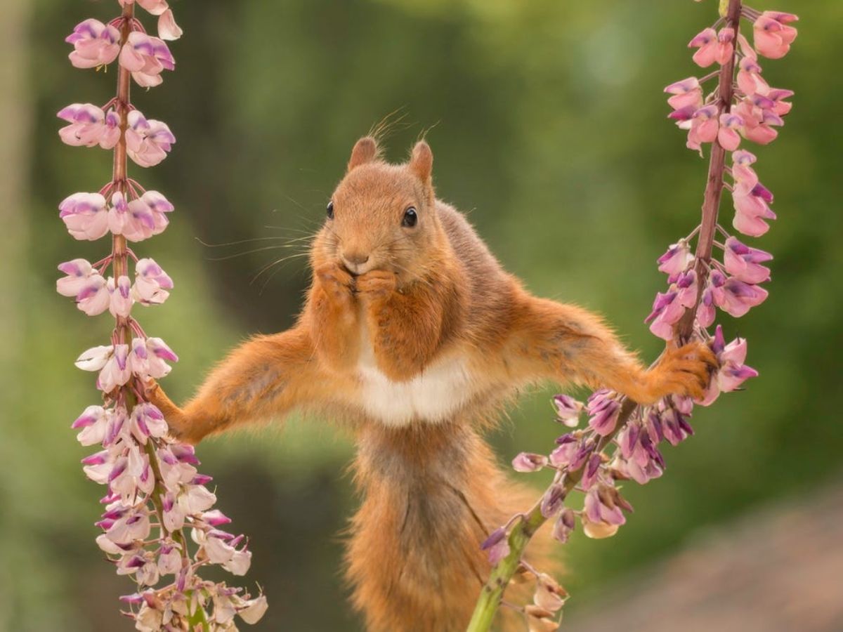 red and white squirrel eating something while holding on to 2 stalks of purple flowers with its hind legs splayed out