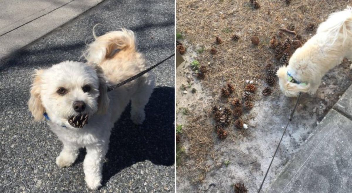 2 photos of a small fluffy white dog picking up pinecones