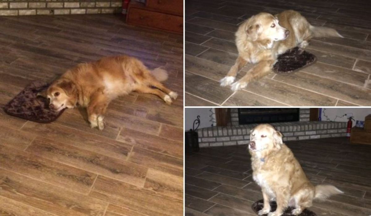 3 photos of a golden retriever sitting and sleeping on a very small brown dog bed