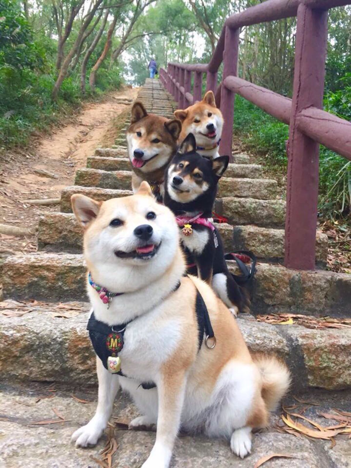 3 brown and white shiba inus and 1 black and white shiba inu standing in a row on stone stairs for a photo