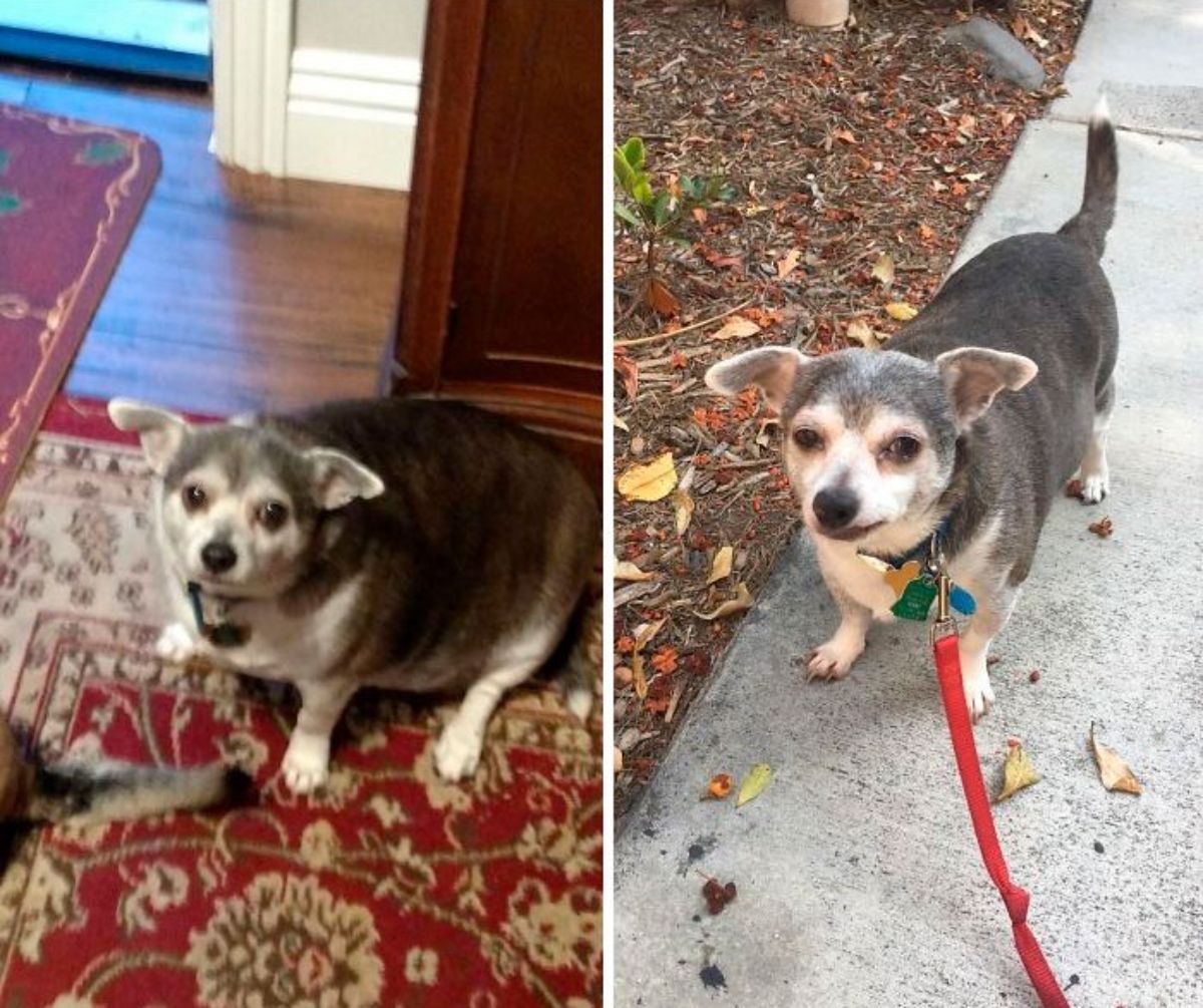 2 photos of an overweight black and grey dog and the dog having lost weight