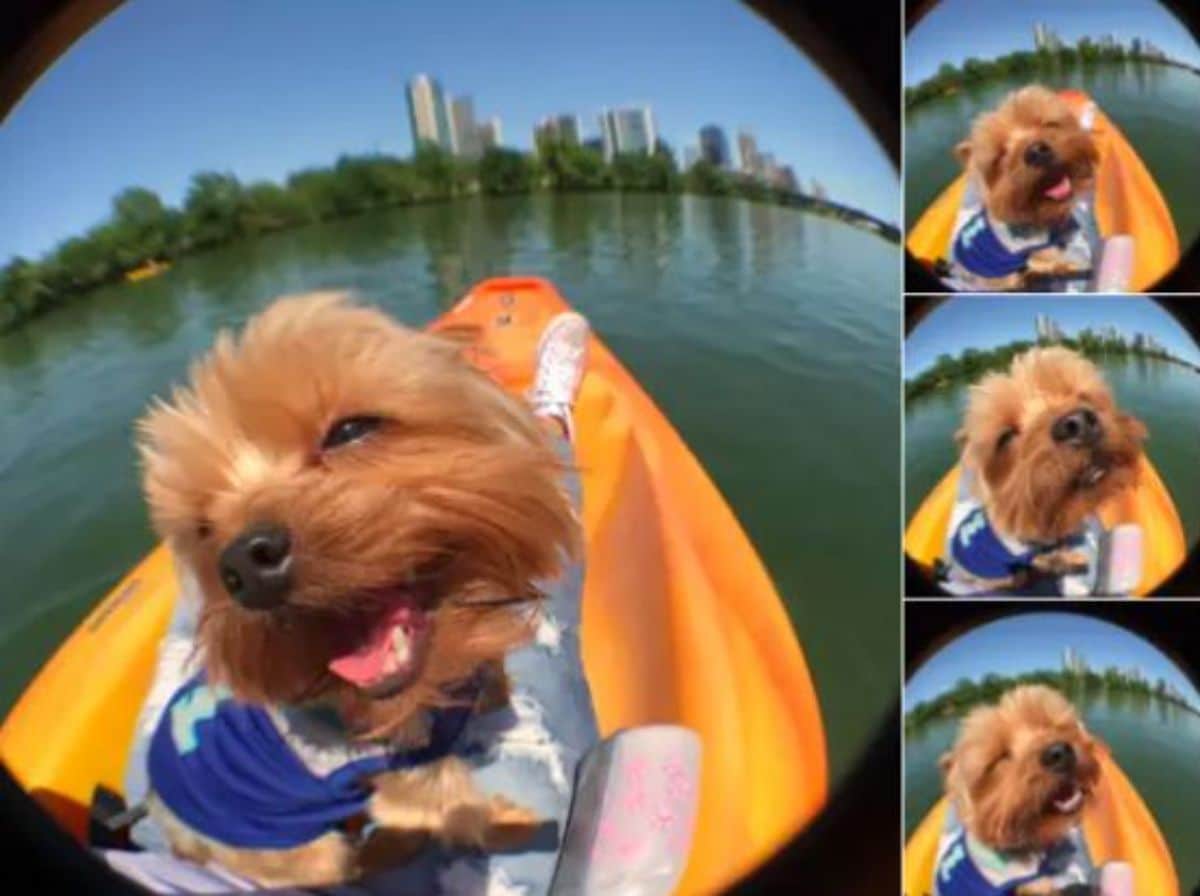 4 photos of a brown dog wearing a blue shirt in an orange canoe