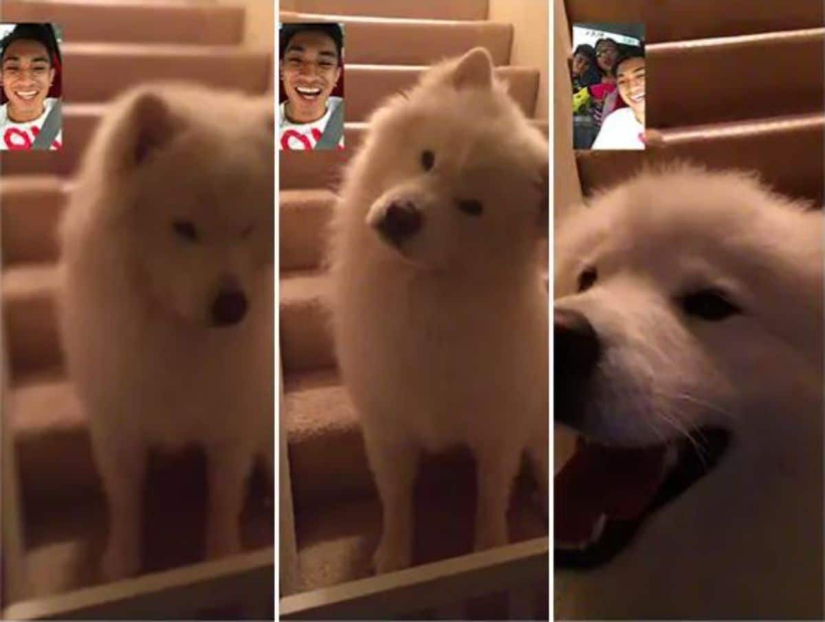 3 photos of a white fluffy dog a samoyed facetiming with a man and his family