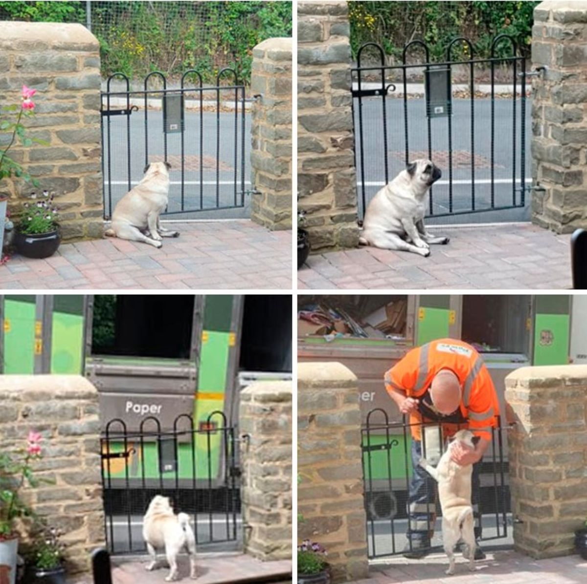 2 photos of a brown pug waiting by the gate, 1 phoot of a green mail van pulling up, 1 photo of a mailman petting the dog
