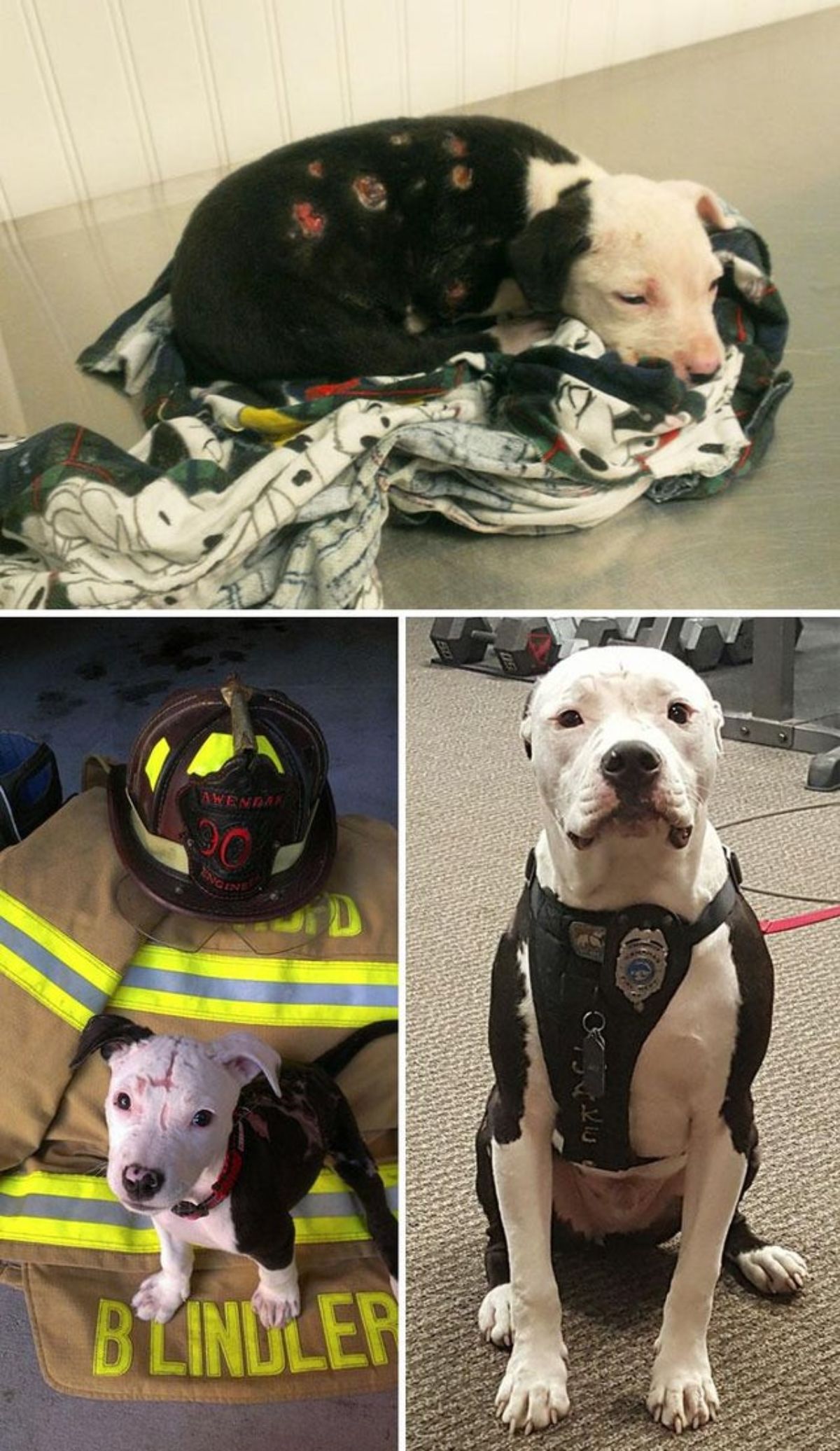 2 photos of a black and white injured pitbull and a 3rd photo of the same dog as an adult wearing a black harness with a firefighter badge